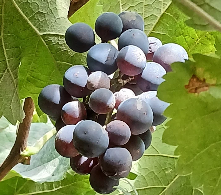 Ripe grapes on the vine above the terrace – photo by Birgit & Jens
